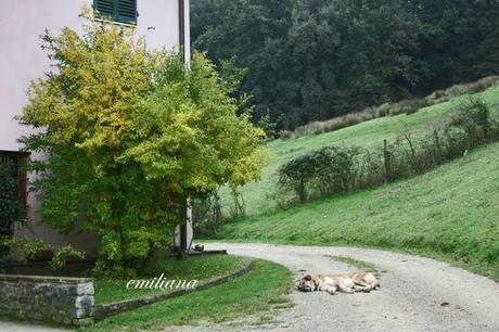 Autunno in Valdarno