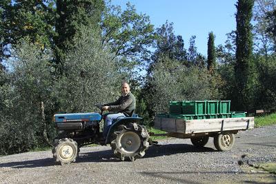 la frangitura delle olive