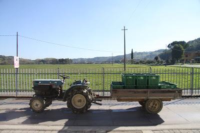 la frangitura delle olive