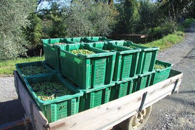 la frangitura delle olive