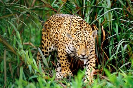 In the Street...The Leopard is back in Town...Milan & Paris