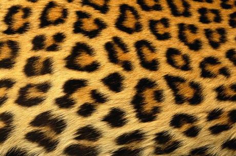 In the Street...The Leopard is back in Town...Milan & Paris