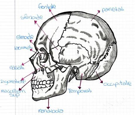 Lo scheletro della testa