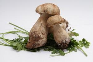 funghi porcini crudi ricetta