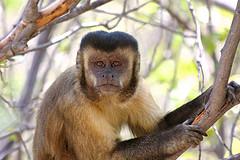 Un macaco mi ha chiesto una cartina