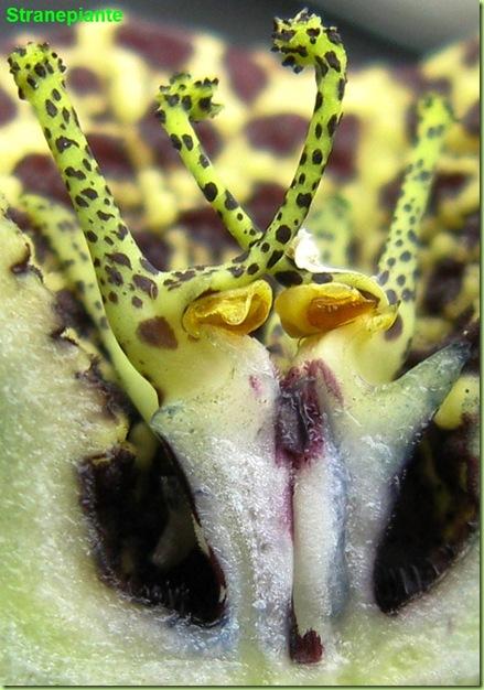 orbea variegata sezione fiore macro