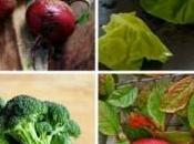linea frutta verdura autunnale