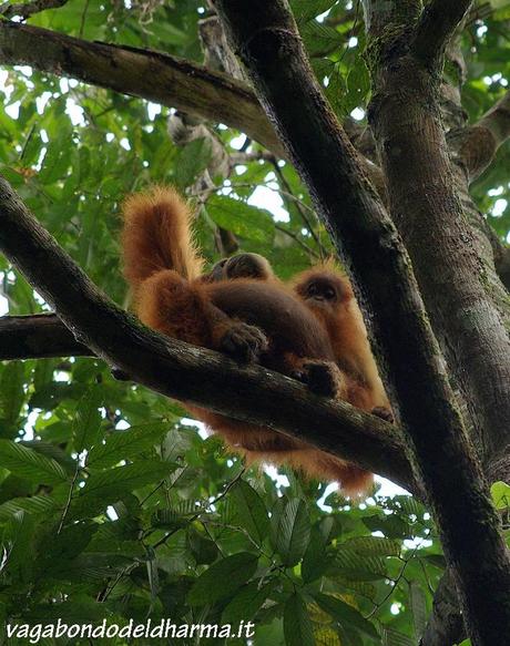 takengon,sumatra