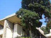 Franck Lloyd Wright Giappone