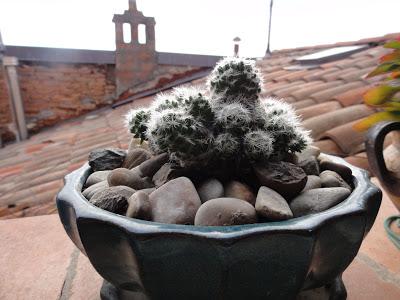 Piante grasse nel balcone