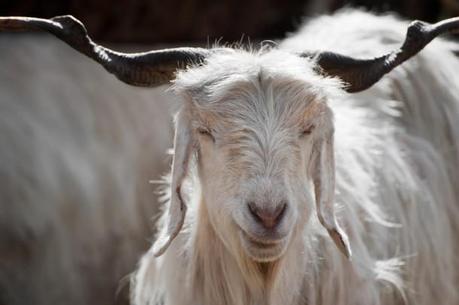 White kashmir (pashmina) goat from Indian highland farm