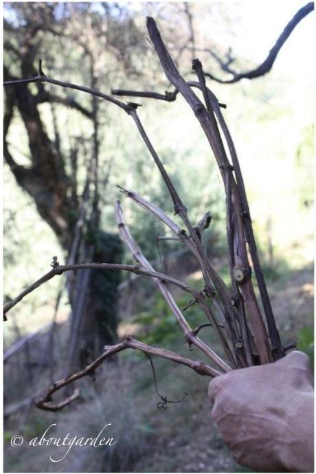 autunno di ramaglie, intrecci di vite.