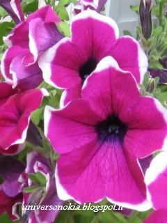 Campanula fucsia