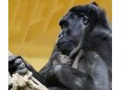 Spagna, mamma gorilla coccola cucciolo: foto