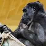 Spagna, mamma gorilla coccola il suo cucciolo: la foto
