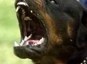 prognosi riservata bimbo Terrasini azzannato rottweiler