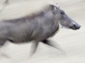 Master quando facocero “rovina” l’esposizione