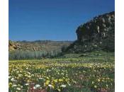 Fiori deserto: Namqualand tinge colori