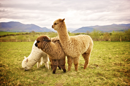 capra-alpaca-lana