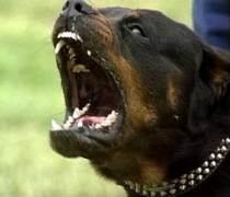 Terrasini, stabili le condizioni del bimbo sbranato da un rottweiler