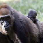 Newborn gorillas in Tel Aviv01