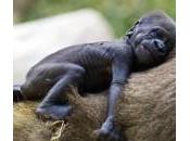 Aviv, baby-gorilla tenerissimo: foto