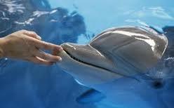 Kai: Un essere di Sirio. Ragazzo delfino.