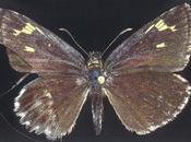 LUCIANO MAGGIORE FRANCESCO BRASINI, Increase Light