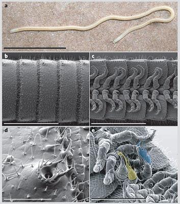 Illacme plenipes, il millepiedi con 750 zampe Illacme plenipes, il millepiedi con 750 zampe