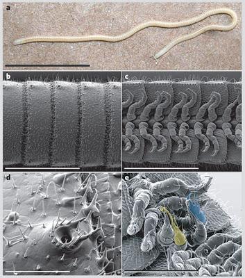 Illacme plenipes, il millepiedi con 750 zampe