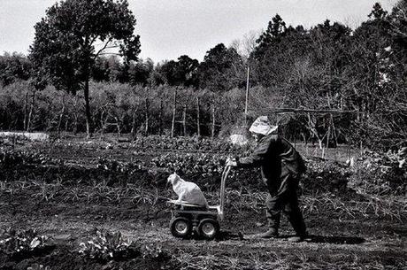 cute, sweet, cool, cat, funny cats, best friends, pets, Heartwarming: Old Lady Misa and Her Cat Best Friend Fukumaru