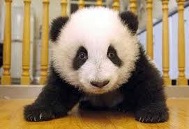 Xiao Liwu Questo il nome del piccolo panda di san Diego