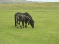 Appunti di viaggio - Il Devon e la natura incontaminata del Dartmoor