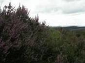 Appunti viaggio Devon natura incontaminata Dartmoor