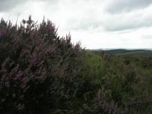 Appunti di viaggio - Il Devon e la natura incontaminata del Dartmoor