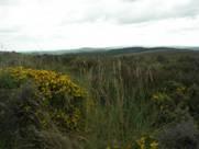 Appunti di viaggio - Il Devon e la natura incontaminata del Dartmoor