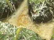 Lattughe ripiene tegame