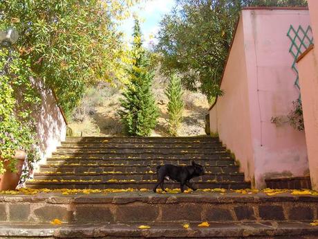 AUTUMN IN COSTA DEL LOCO