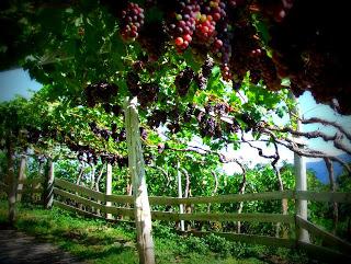 Lungo la strada del vino (weinstrasse)