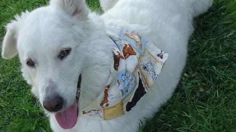 Linda + Dog bandana