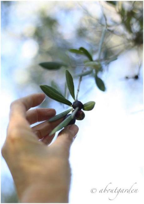 tempo di olive, in salamonia…
