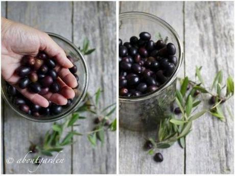 tempo di olive, in salamonia…