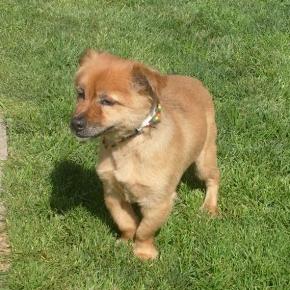 Cagnolino abbaia Lui lo impicca e ne fa un bersaglio
