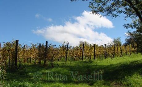 ANDARE PER VIGNE:OLTREPO' PAVESE