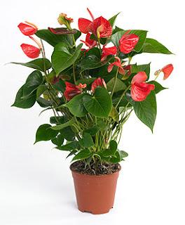 L'Anthurium