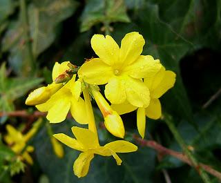Il Gelsomino d'inverno (Jasminum nudiflorum)