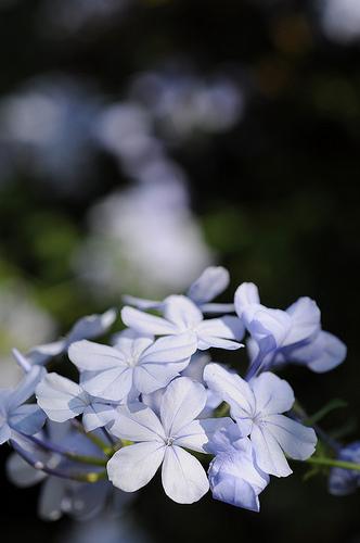 Plumbago coerulea by Lidia Zitara