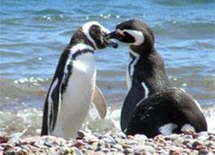 Love story tra pinguini: un amore lungo 16 anni