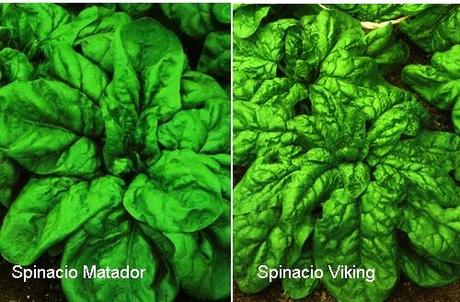 GLI SPINACI, OTTIMI PER L’ORTO DI NOVEMBRE