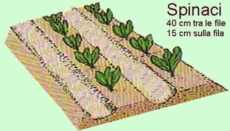 GLI SPINACI, OTTIMI PER L’ORTO DI NOVEMBRE